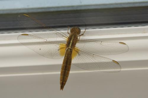 Réf. 248 441 : Crocothemis erythraea